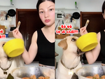 Cười sảng với chú chó kiên trì xin ăn