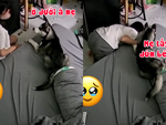 Husky làm rơi đồ chơi nhờ cô chủ lấy giúp siêu đáng yêu
