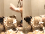 Chú cún chán chả buồn nói với ông chủ lầy lội