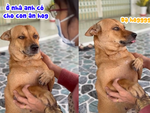 Chú chó nhõng nhẽo 'level max' sau lâu ngày gặp lại cô chủ