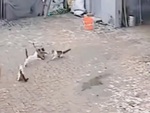 'Đại ca mèo' lao đến bảo vệ đồng bọn khi bị đàn chó bắt nạt