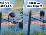Tan chảy với chú thiên nga chia sẻ thức ăn với cá