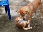 Mèo khổ sở vì bị chó đè đầu cưỡi cổ