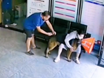 Cười sảng với chú chó bị tiêm vẫn không hay biết