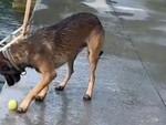 Chú chó 'hướng nội' làm xiếc với quả bóng tennis