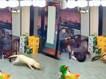 Những chú chó 'báo thủ' chính hiệu