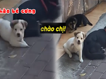 Những chú cún thông minh hiểu được tiếng người