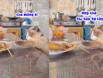 Chú mèo vừa trộm cá vừa thái độ lồi lõm