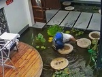 Người đàn ông bước hụt chân, ngã cắm đầu xuống bể cá