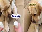 Chú chó nổi quạu khi bị sen troll