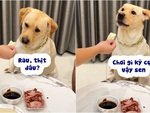 Chú chó đòi sen cuốn rau thịt mới chịu ăn