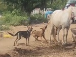 Hai chú chó hổ báo hoảng hồn khi bị ngựa đá