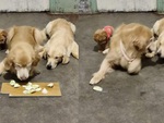 Golden trộm đồ ăn rồi chia cho đồng bọn
