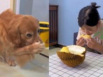 Chú chó dối trá bịt mũi khi cô chủ ăn sầu riêng