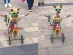 Chú chó đeo kính râm đạp xe dạo phố siêu ngầu