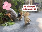 Corgi hoảng hồn khi thấy đồng bọn ăn vạ