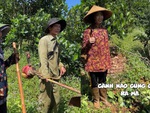 Cô gái 'báo quá báo' khi lên rẫy tỉa cành cho cây mít