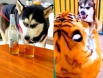 Husky uống rượu, gan lì không sợ hổ