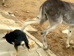 Chú chó tham ăn bị lừa đá sưng đầu