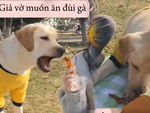 Những chú chó có khả năng diễn xuất đỉnh cao