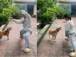 Cô gái múa võ trêu ngươi chú chó bị xích