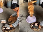 Chó mẹ lấy lồng bàn đậy tô thịt khi con quậy phá đòi ăn