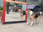 Chú chó đánh nhau với bóng mình trong gương