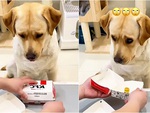Chú chó hụt hẫng khi thấy quà