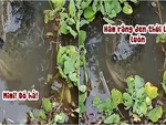 Cô gái gọi pet cưng cá lóc dưới ao lên ăn sáng