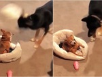 Chó con sang chấn tâm lý khi bị đồng bọn bắt nạt