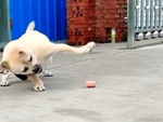 Chú chó bất lực vì miếng ăn trước mặt mà vẫn để mất