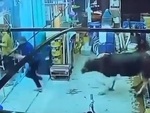 Đám đông chạy nháo nhào khi bò lao vào tiệm cắt tóc