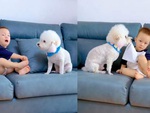 Chú cún lấy khăn giấy cho cậu chủ lau nước mắt
