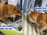Chú chó nổi đóa khi bị mất cục xương