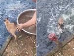 Chú chó bị xô xuống ao khi hóng hớt xem sen cho cá ăn