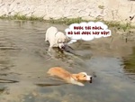 Chú chó ngơ ngác khi corgi bơi nước