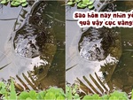 Pet cưng cá lóc chăm chú nghe cô chủ tâm sự