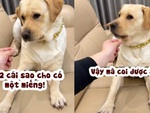 Chú chó nổi quạu khi sen chơi xấu