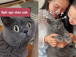 Phản ứng hài hước của chú mèo khi bị hai chị em sinh đôi troll
