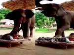 Voi con đấm lưng nhiệt tình cho cô chủ