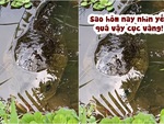 Video hài nhất tuần qua: Pet cưng cá lóc chăm chú nghe cô chủ tâm sự