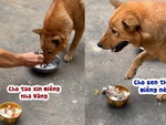 Chú chó sống tình cảm và thảo ăn