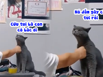Chú mèo có tài năng diễn xuất siêu hài