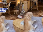 Cún con nghịch ngợm bỗng ngoan lạ thường khi bị chó mẹ quát