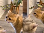 Chú mèo bị bạn đời mắng 'không trượt phát nào'