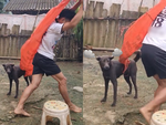 Chú chó bất lực với màn múa lân của cậu chủ