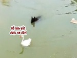 Chú chó bị biến thành trò hề khi rượt bắt vịt dưới ao