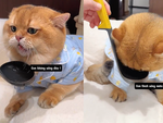 Cười sảng với màn huấn luyện mèo lười uống nước