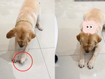 Chú chó giả vờ ngu ngơ để ăn trộm miếng xúc xích