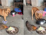 Chú chó vội lấy lồng bàn đậy đồ ăn khi thấy gà ăn vụng